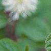 Fothergilla gardenii, flowers