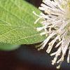 Fothergilla gardenii, flowers