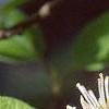 Fothergilla gardenii, flowers
