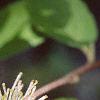 Fothergilla gardenii, flowers