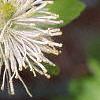 Fothergilla gardenii, flowers