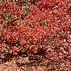 Fothergilla gardenii, fall color