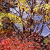 Fothergilla gardenii, fall color