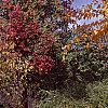 Fothergilla gardenii, fall color
