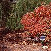 Fothergilla gardenii, fall color