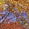 Fothergilla gardenii, fall color