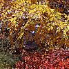 Fothergilla gardenii, fall color