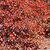 Fothergilla gardenii, fall color