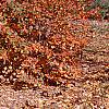 Fothergilla gardenii, fall color