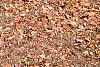 Fothergilla gardenii, fall color