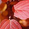 Fothergilla gardenii, fall color