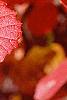 Fothergilla gardenii, fall color