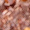 Fothergilla gardenii, fall color