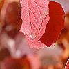 Fothergilla gardenii, fall color