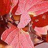 Fothergilla gardenii, fall color
