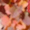 Fothergilla gardenii, fall color