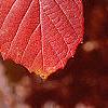 Fothergilla gardenii, fall color