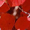 Fothergilla gardenii, fall color