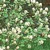 Fothergilla gardenii 'Mount Airy', habit
