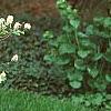 Fothergilla gardenii 'Mount Airy', habit