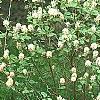 Fothergilla gardenii 'Mount Airy', habit