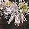 Fothergilla gardenii 'Mount Airy', flowers