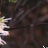 Fothergilla gardenii 'Mount Airy', flowers