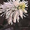 Fothergilla gardenii 'Mount Airy', flowers
