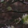 Fothergilla gardenii 'Mount Airy', flowers