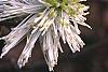 Fothergilla gardenii 'Mount Airy', flowers