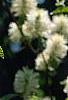 Fothergilla gardenii 'Mount Airy', flowers