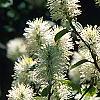 Fothergilla gardenii 'Mount Airy', flowers