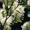 Fothergilla gardenii 'Mount Airy', flowers