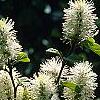 Fothergilla gardenii 'Mount Airy', flowers