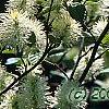Fothergilla gardenii 'Mount Airy', flowers