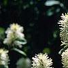 Fothergilla gardenii 'Mount Airy', flowers