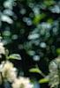 Fothergilla gardenii 'Mount Airy', flowers