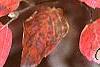 Fothergilla major, fall color