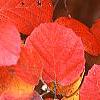 Fothergilla major, fall color