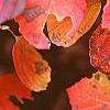 Fothergilla major, fall color