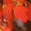Fothergilla major, fall color