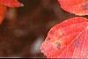 Fothergilla major, fall color