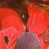 Fothergilla major, fall color