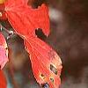 Fothergilla major, fall color
