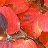 Fothergilla major, fall color