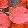 Fothergilla major, fall color