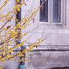 Hamamelis x intermedia, habit