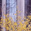 Hamamelis x intermedia, habit