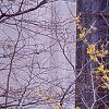 Hamamelis x intermedia, habit