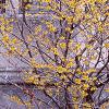 Hamamelis x intermedia, habit